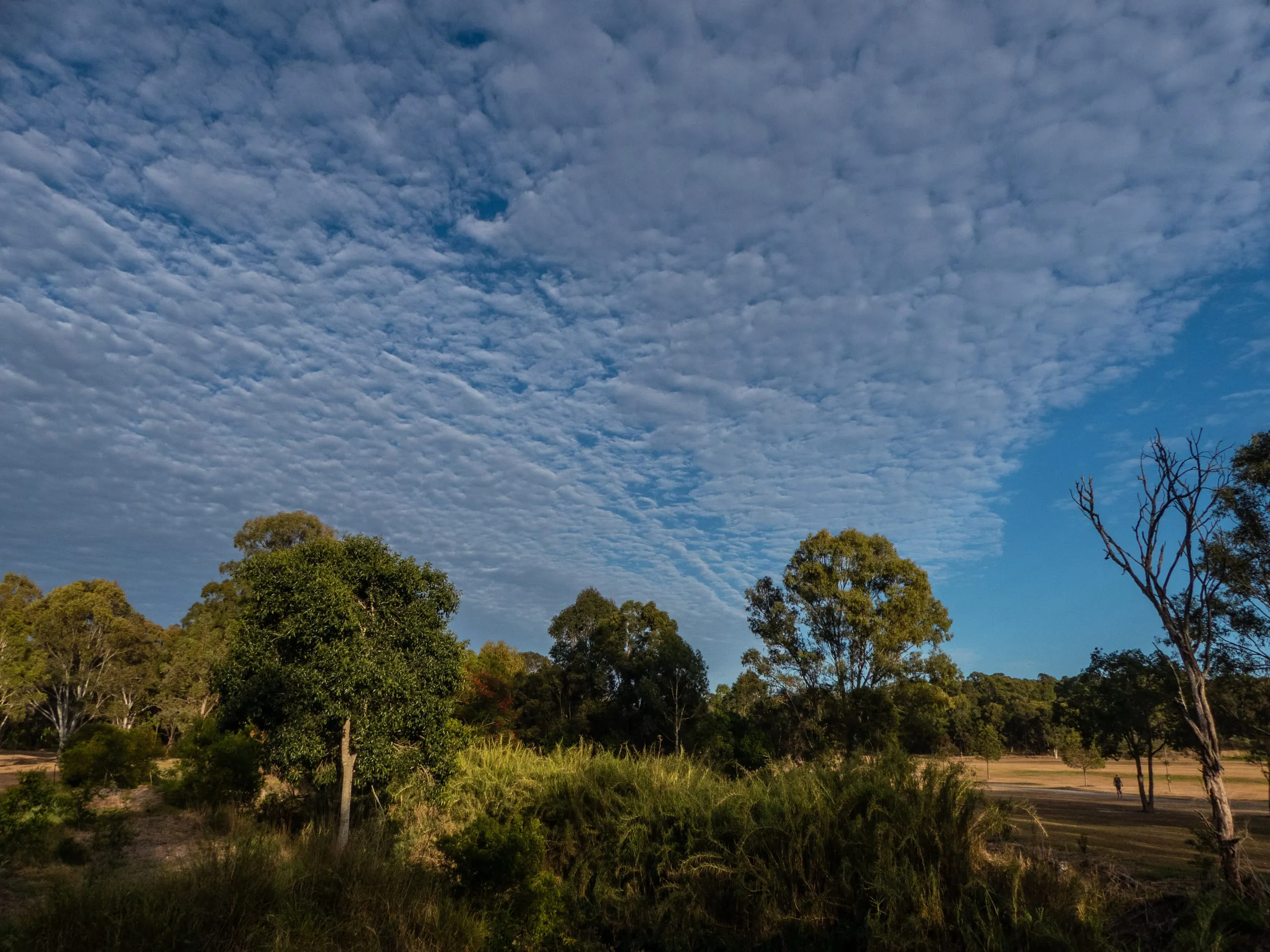Altocumulus
