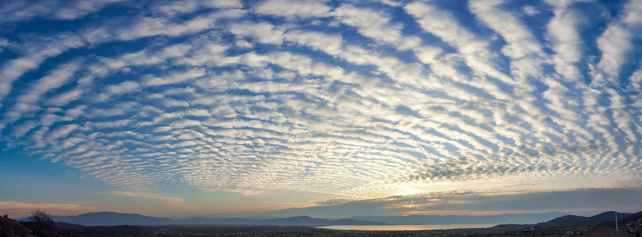 Undulatus